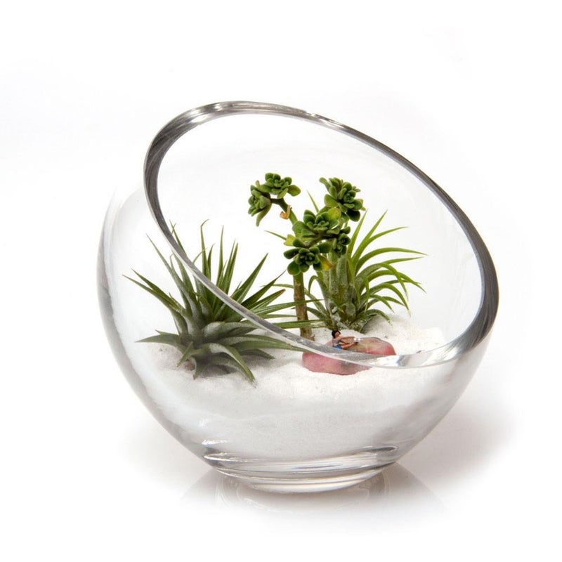 CHIVE - Round, Handmade Clear Glass Bowl for Succulents, Cacti, Air Plants, Moss, Tillandsia, Bromeliads, Terrarium (Large)